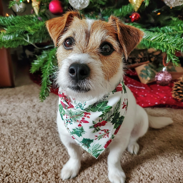 chmarketing_78947_a_scrappy_dog_wearing_a_white_bandana_with__f0d36324-a738-4db4-a53a-4c8184cc507e_1